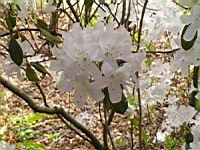 Rhododendron davidsonianum (fam. Ericacees) (Sichuan) (3) (Photo F. Mrugala)